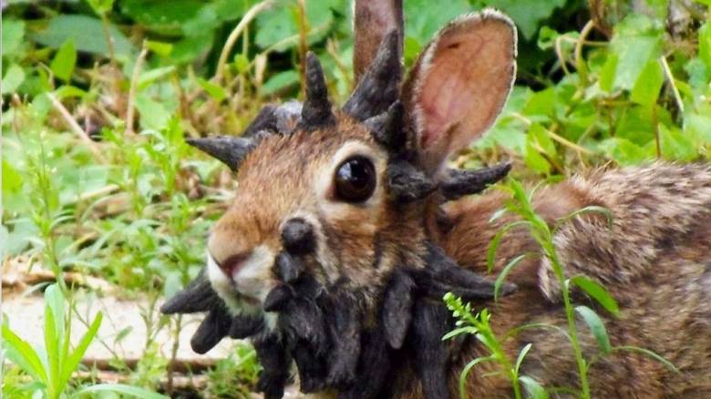 «Λαγουδάκια Φρανκενστάιν» αναστατώνουν το Κολοράντο - Ο λόγος που απέκτησαν κέρατα