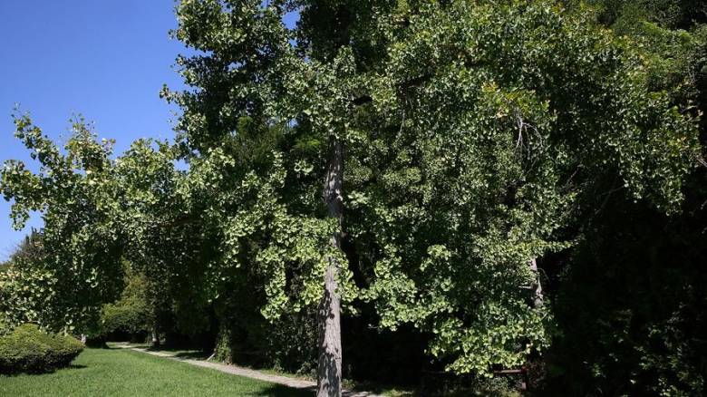 Ο Βοτανικός Κήπος Διομήδους: Το «κρυμμένο διαμάντι» της Αθήνας