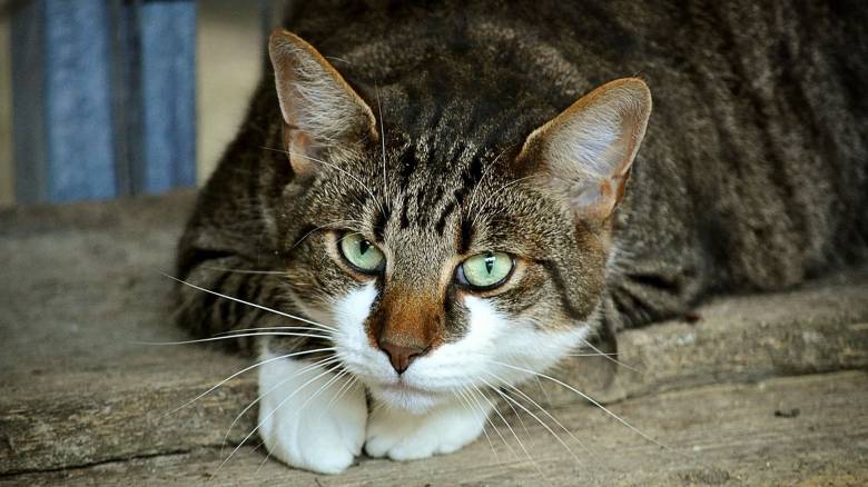 Λάρισα: Στην δικαιοσύνη ηλικιωμένος που κλώτσησε και σκότωσε γάτα - Πρόστιμο 30.000 ευρώ