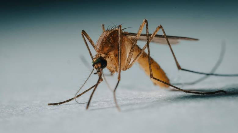 Κουνούπια εντοπίστηκαν για πρώτη φορά στην Ισλανδία - Ο ρόλος της κλιματικής αλλαγής