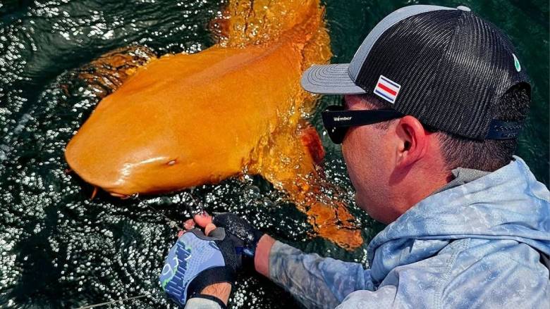 Εξαιρετικά σπάνιος πορτοκαλί καρχαρίας με λευκά μάτια ανακαλύφθηκε στην Καραϊβική