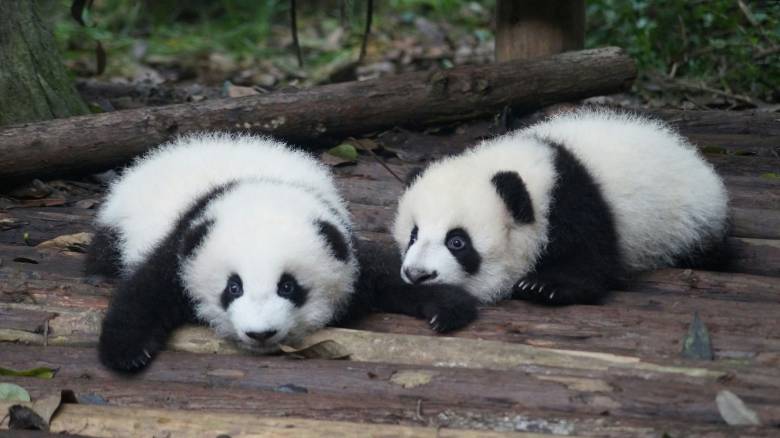 Τα νεότερα δίδυμα πάντα του Βερολίνου γιόρτασαν τα πρώτα τους γενέθλια