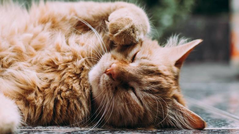 Ο Δήμος Αθηναίων καταγγέλλει: «Παράνομος χώρος ταφής ζώων συντροφιάς από το 2021»