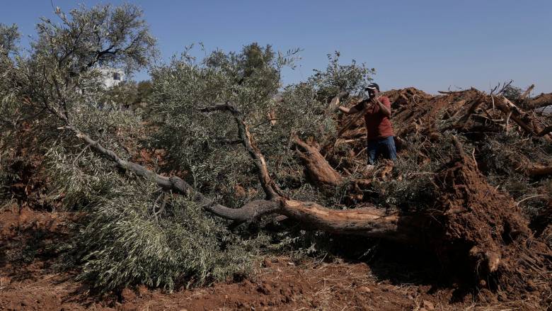 Μπουλντόζες ξερίζωσαν ελαιόδεντρα σε ένα χωριό της Δυτικής Όχθης