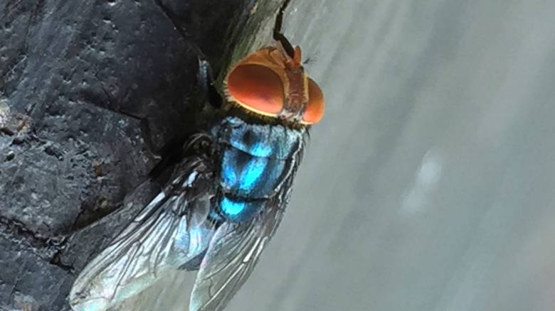 Οι ΗΠΑ επιβεβαίωσαν το πρώτο κρούσμα του παρασίτου «screwworm» που τρώει ανθρώπινη σάρκα