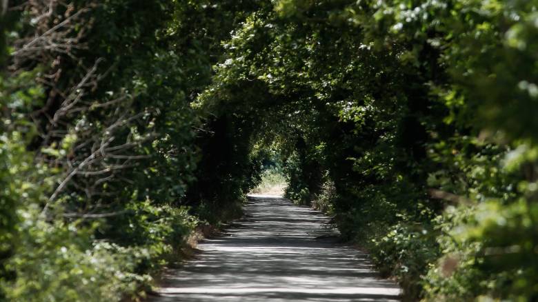 Πάνω από 70.000 πλατάνια έχουν προσβληθεί από μεταχρωματικό έλκος