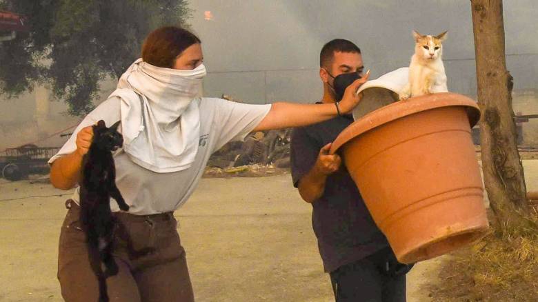 «Ένα σπίτι για κάθε ουρά»: Ημέρα υιοθεσίας στην Πάτρα για τα αδέσποτα που σώθηκαν από τη φωτιά