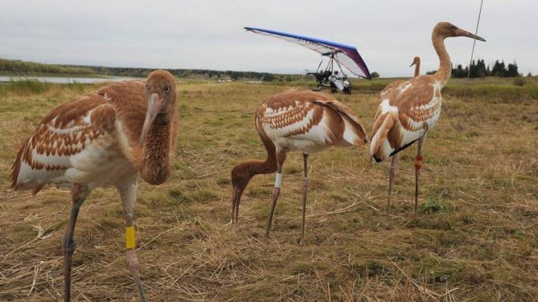 Ο λευκογερανός της Σιβηρίας και η «μάχη» για την επιστροφή από το χείλος της εξαφάνισης
