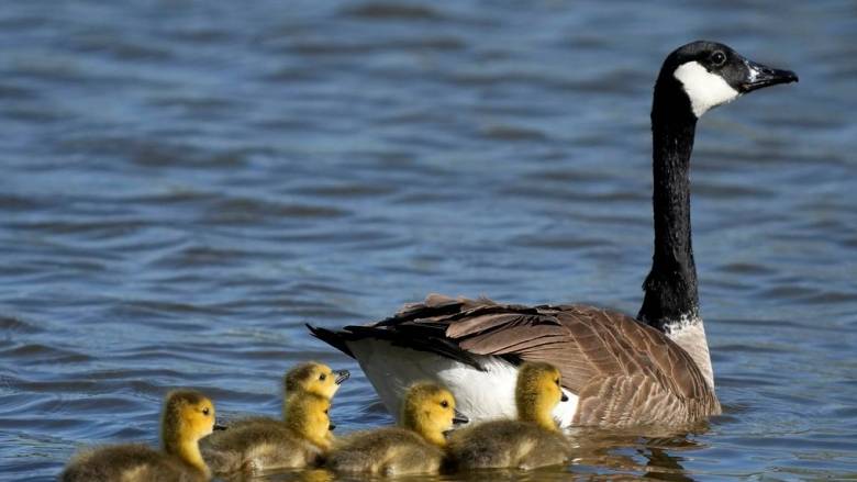 Στα μαχαίρια Νορβηγία και Σουηδία για μια... χήνα με καταγωγή από τη Ρωσία