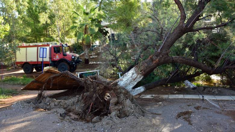 Δεκάδες κλήσεις στην Πυροσβεστική για πτώσεις δέντρων από τις καταιγίδες