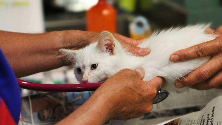 Οι γάτες μπορεί να είναι το «κλειδί» για τη θεραπεία καρκίνων σε ανθρώπους, σύμφωνα με νέα μελέτη