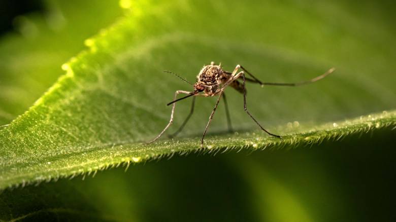 Οι ειδικοί απαντούν: Ποια χώρα δεν «επισκέπτονται» τα κουνούπια και γιατί