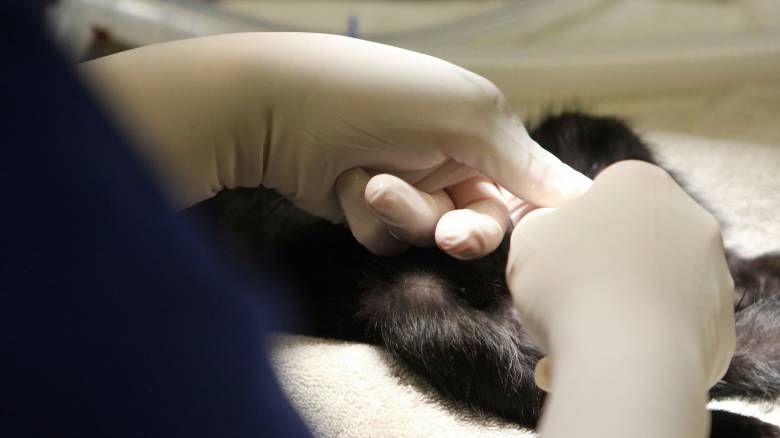 Επίδομα επικίνδυνης και ανθυγιεινής εργασίας για τους κτηνιάτρους της Περιφέρειας