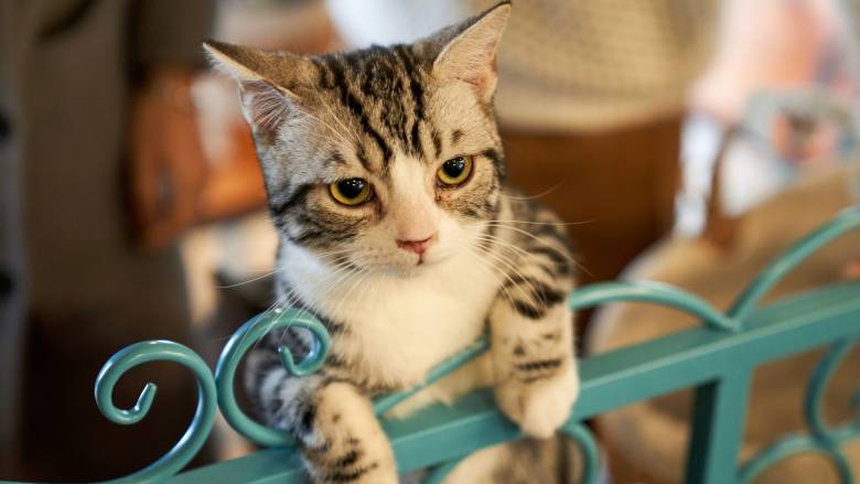 Οι επιστήμονες αποκαλύπτουν μια απλή τεχνική για να επικοινωνείτε με τη γάτα σας