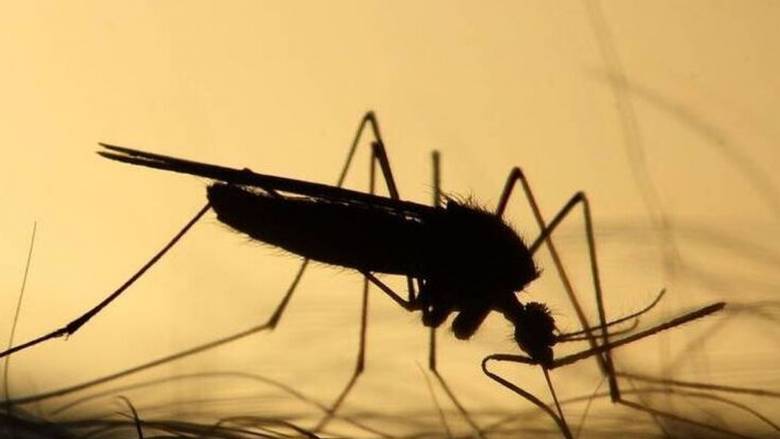 ΕΟΔΥ: Άλλοι δύο θάνατοι από τον ιό του Δυτικού Νείλου την τελευταία εβδομάδα