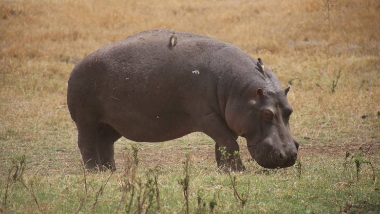 Ακτή Ελεφαντοστού: Ιπποπόταμος βύθισε πλοιάριο - 11 αγνοούμενοι