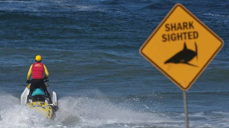 «Κυνήγι καρχαριών» στο Σίδνεϊ, χειριστές drone σαρώνουν το νερό - Τρεις θάνατοι μέσα σε 60 χρόνια