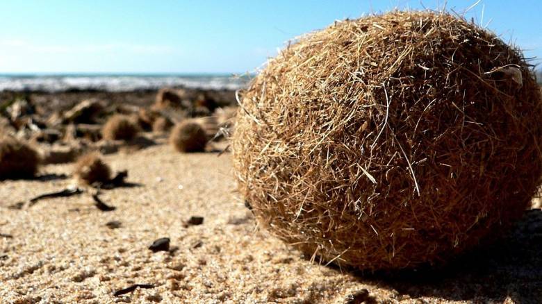 «Μπάλες του Ποσειδώνα»: Όταν η θάλασσα μάς επιστρέφει τα μικροπλαστικά που τη ρυπαίνουν