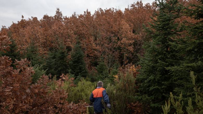 Τα έλατα στο «στόχαστρο» φλοιοφάγων εντόμων - Έντονο το πρόβλημα σε Ήπειρο και Πελοπόννησο