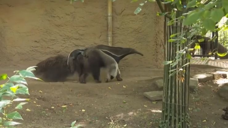 Γιγάντιος μυρμηγκοφάγος έκανε την πρώτη του εμφάνιση στον ζωολογικό κήπο της Κολωνίας