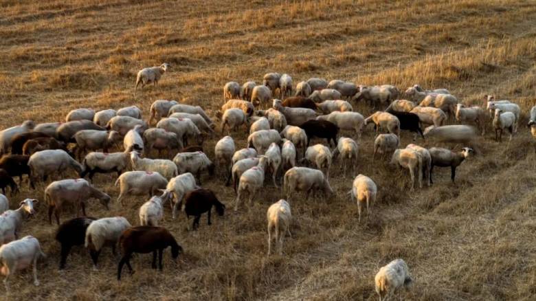 Ευλογιά αιγοπροβάτων: Τα τρία μέτρα του ΥΠΑΑΤ και το σχέδιο 10 ημερών - «Ο ιός έχει μεγάλη διάρκεια»