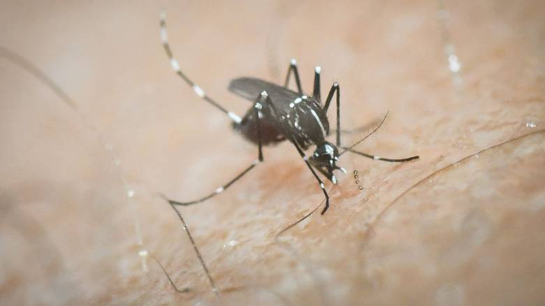 ΕΟΔΥ: Δύο θάνατοι από τον ιό του Δυτικού Νείλου - Οκτώ νέα κρούσματα αυτή την εβδομάδα