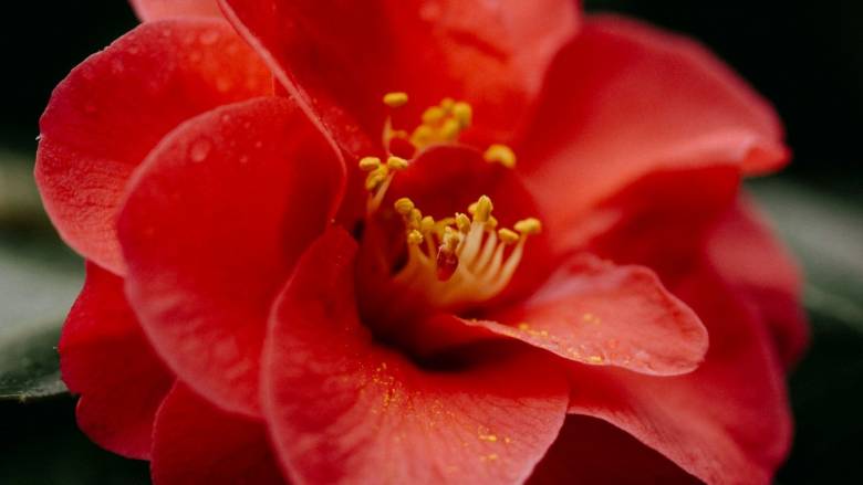 Αντηλιακό από γύρη που δροσίζει το δέρμα ανέπτυξαν επιστήμονες