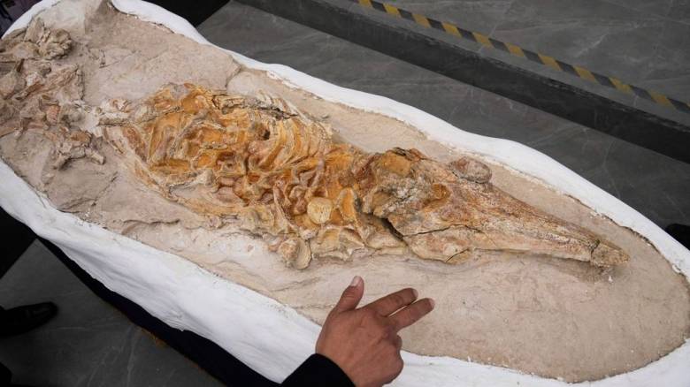 Απολίθωμα δελφινιού ηλικίας 12 εκατομμυρίων ετών εντοπίστηκε στο νότιο Περού