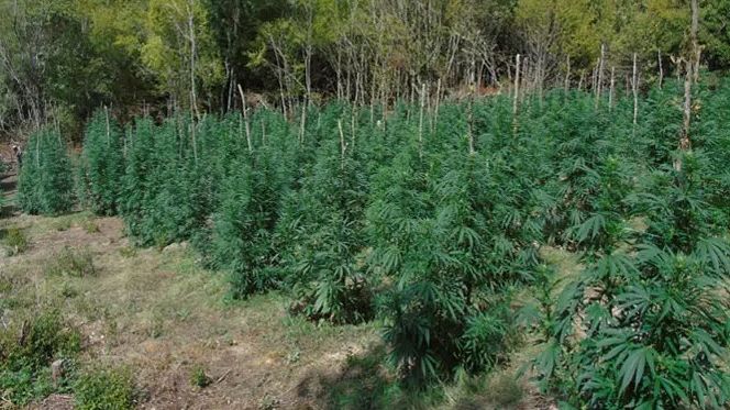 Ένα «δάσος» από κάνναβη στον Όλυμπο: Πάνω από 5.000 δενδρύλλια εντόπισε η Αστυνομία