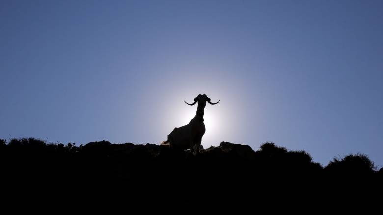 Στα 17 τα κρούσματα αφθώδους πυρετού στη Μυτιλήνη - Επιβεβαιώθηκαν νέα τέσσερα περιστατικά