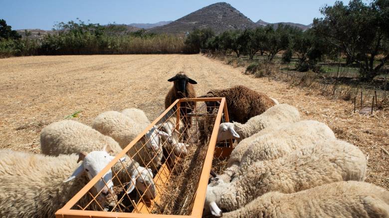 Ευλογιά προβάτων: Οκτώ μέτρα για τον περιορισμό της - Χωρίς αποζημίωση κτηνοτρόφοι που δεν τα τηρούν