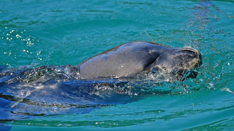 Φώκια… παραθερίστρια έκλεψε καρδιές σε παραλία της Σύμης - Απολάμβανε τον ήλιο και τη θάλασσα