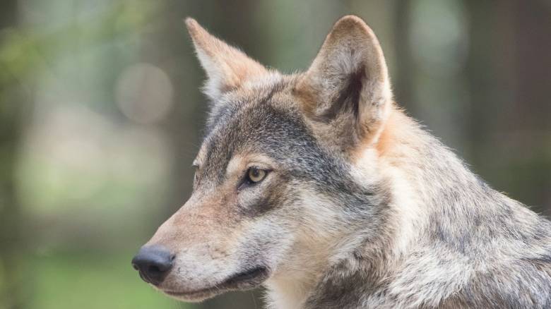 Σχέδιο εντοπισμού και απομάκρυνσης του λύκου που τραυμάτισε το 5χρονο κορίτσι στη Χαλκιδική