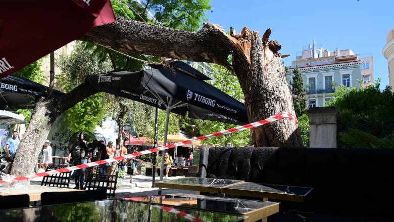 Διεύθυνση Πρασίνου και Αστικής Πανίδας του δήμου Αθηναίων: «Τα δέντρα είχαν ελεγχθεί»