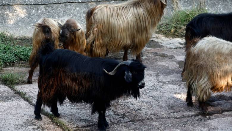 Θεσσαλονίκη: Ξεπερνούν τα 350 εκ. ευρώ οι ζημιές από την ευλογιά σε 14 μήνες