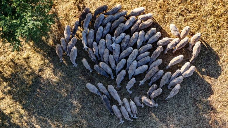 Συναγερμός στον Πηνειό: Εντοπίστηκαν νεκρά πρόβατα