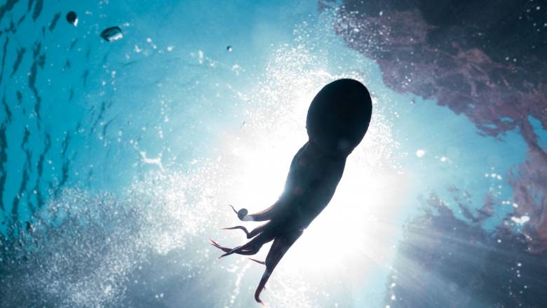 Η «σιωπηλή» εξαφάνιση του χταποδιού: «Πληγή» η υπεραλίευση την περίοδο αναπαραγωγής του