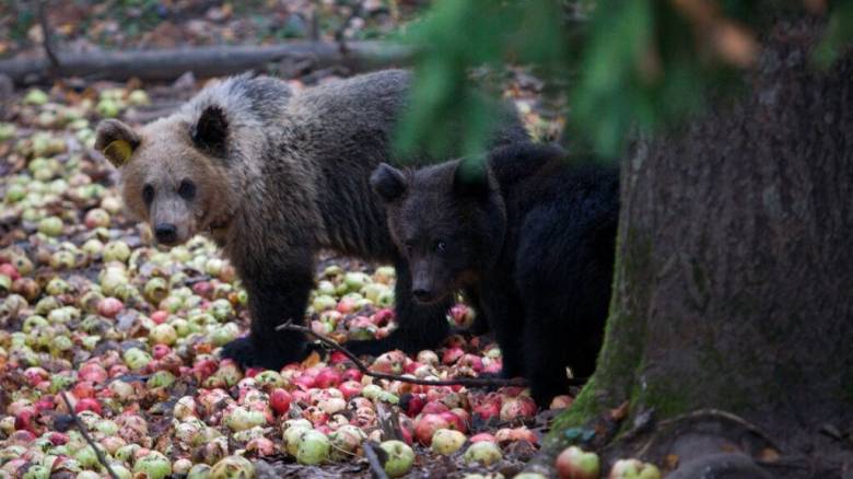 Eπίθεση αρκούδας σε ηλικιωμένο στο Ζαγόρι - Αναζητούσε τροφή στην αυλή του