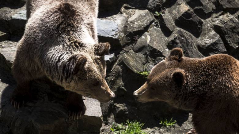 Γιατί λύκοι και αρκούδες κατέβηκαν στις πόλεις - Άλλαξαν συνήθειες και φταίμε εμείς