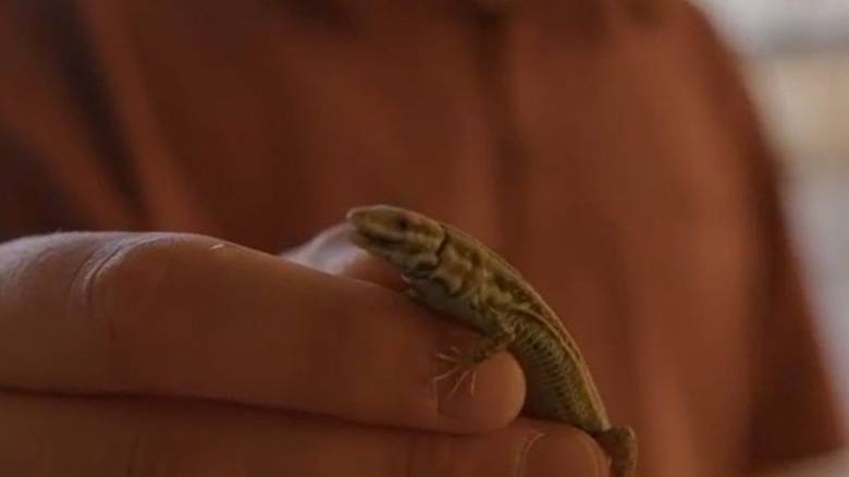 Ένα νέο είδος σαύρας εντοπίστηκε στις μικρές βραχονησίδες της Μήλου