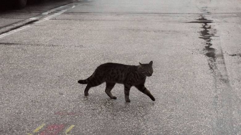 Αποτρόπαιος βασανισμός γάτας στη Νέα Μάκρη: Ακρωτηρίασαν τα πόδια της και τη σκότωσαν