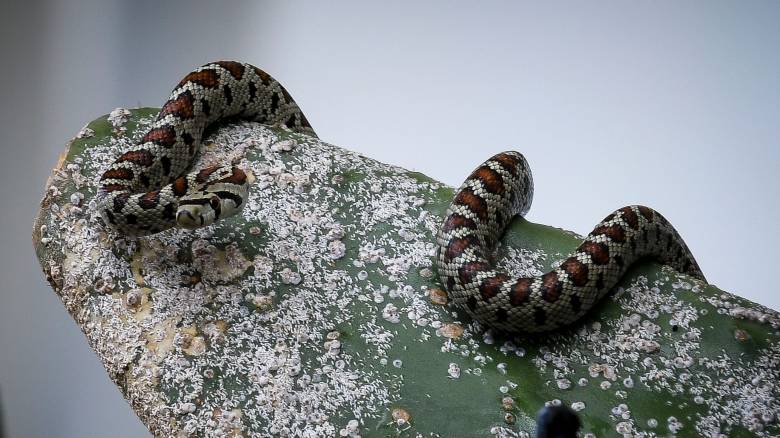 Οχιά δάγκωσε 60χρονο αγρότη στην Εύβοια – Τον έσωσε η άμεση αντίδρασή του