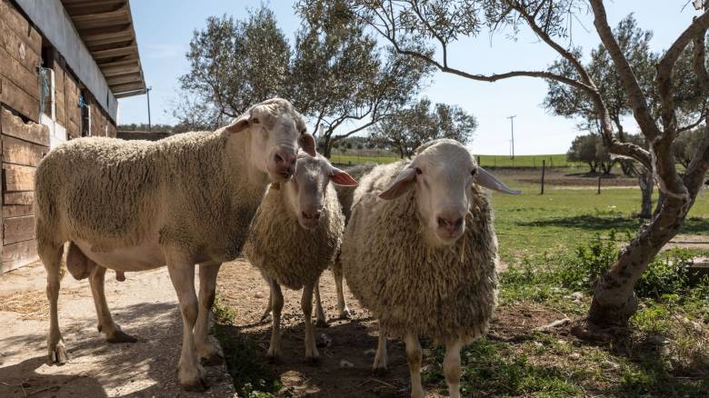 Νέο κύμα έξαρσης της ευλογιάς των αιγοπροβάτων σε Ροδόπη και Ξάνθη