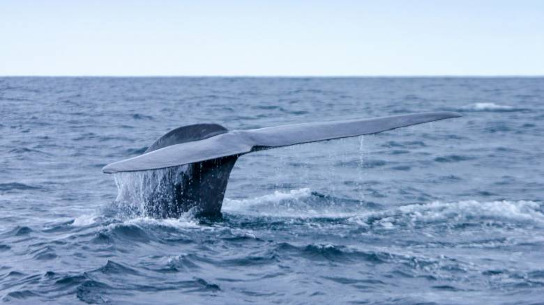 Καναδάς: Ένα υδάτινο πάρκο απειλεί να θανατώσει 30 φάλαινες μπελούγκα