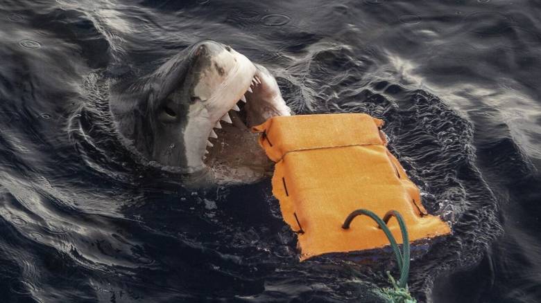 Κολυμβητικές στολές που αντέχουν σε δάγκωμα καρχαρία αναπτύσσουν Αυστραλοί επιστήμονες