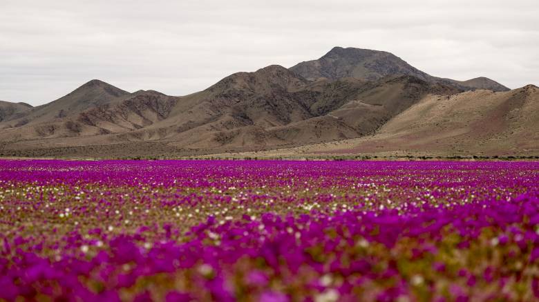 Πολύχρωμα αγριολούλουδα άνθισαν στην έρημο Ατακάμα στη Χιλή - Το πιο άνυδρο σημείο του κόσμου