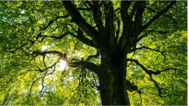 Εκατό δέντρα όσα τα χρόνια του Επαγγελματικού Επιμελητηρίου φυτεύθηκαν στο κέντρο της Θεσσαλονίκης