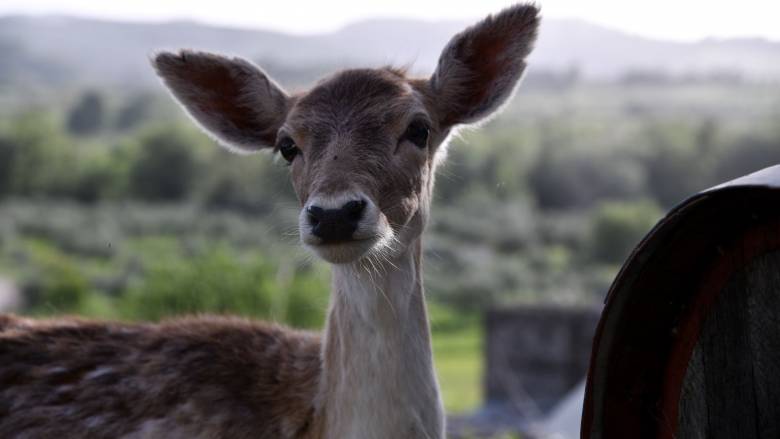 Βίντεο καταγράφει ελάφι να βουτά στη λίμνη Μπελέτσι στην Πάρνηθα για να σωθεί από αγέλη λύκων