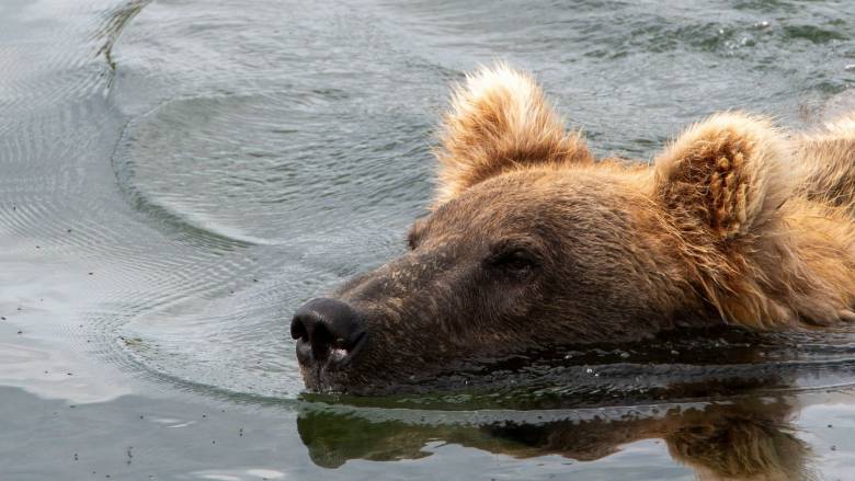 Βίντεο καταγράφει αρκούδα να κολυμπά σε λίμνη της Κοζάνης - Η απρόσμενη συνάντησή της με ψαρά