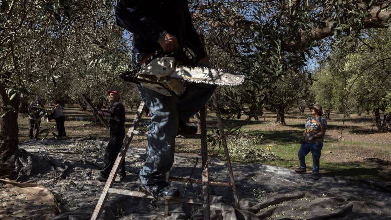 Όσοι έχουν ελιές κινδυνεύουν με πρόστιμα έως 5.000 ευρώ - Τι αλλάζει από φέτος